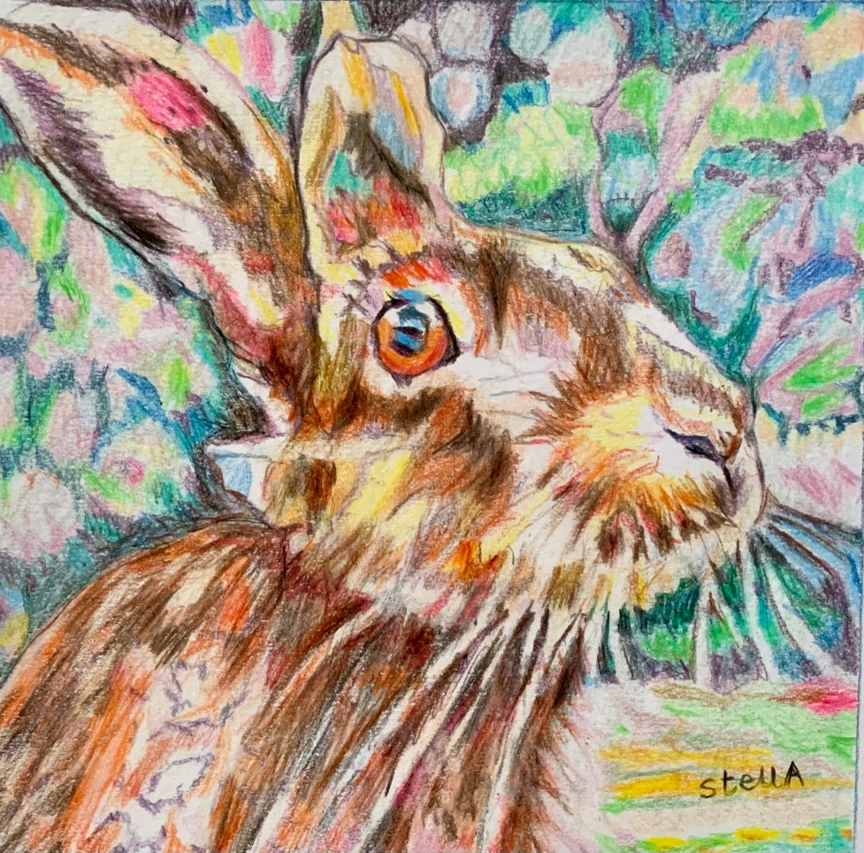 Henrietta hare pencil on paper by Stella Tooth animal artist