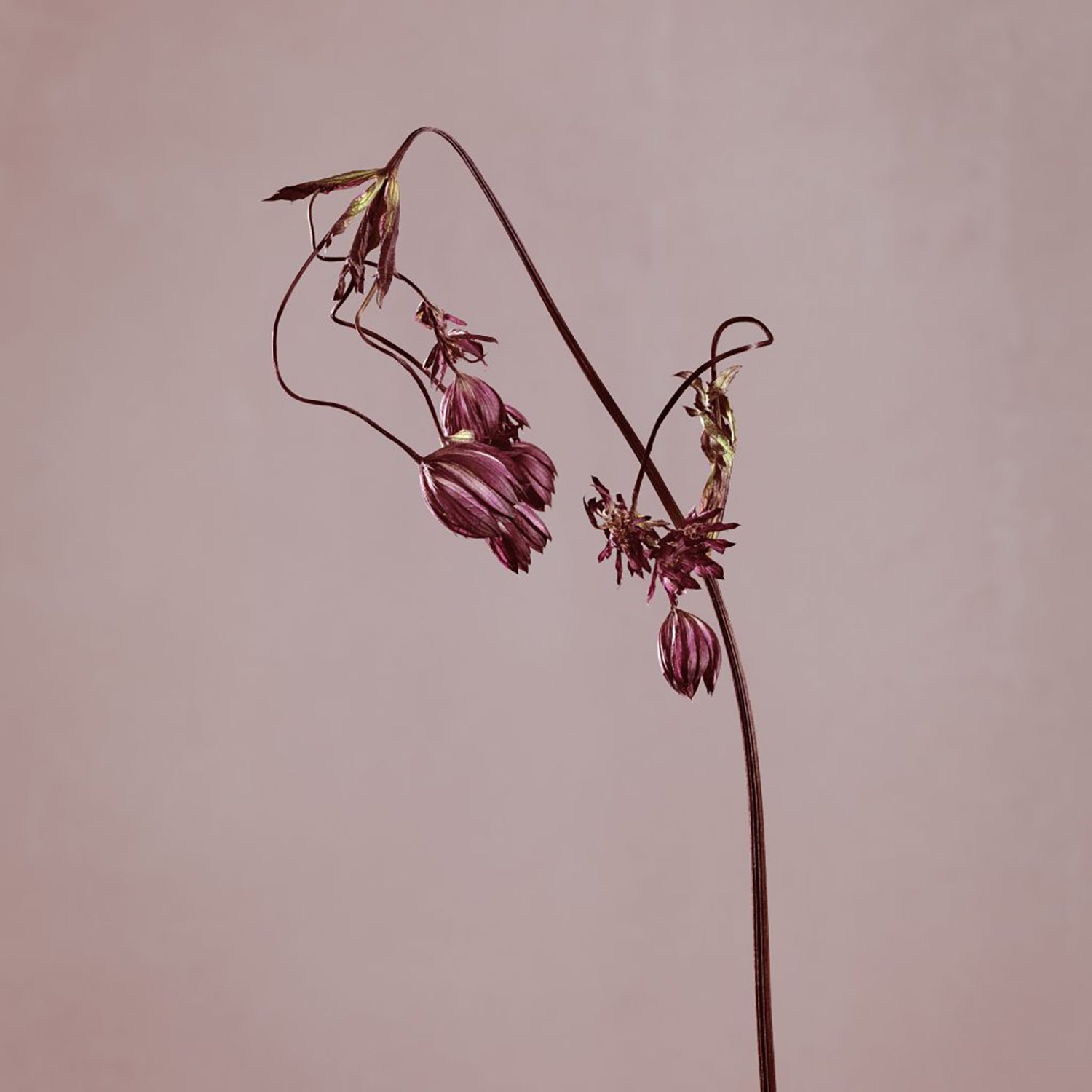 'Fatigue 27' by Michael Frank Photograph