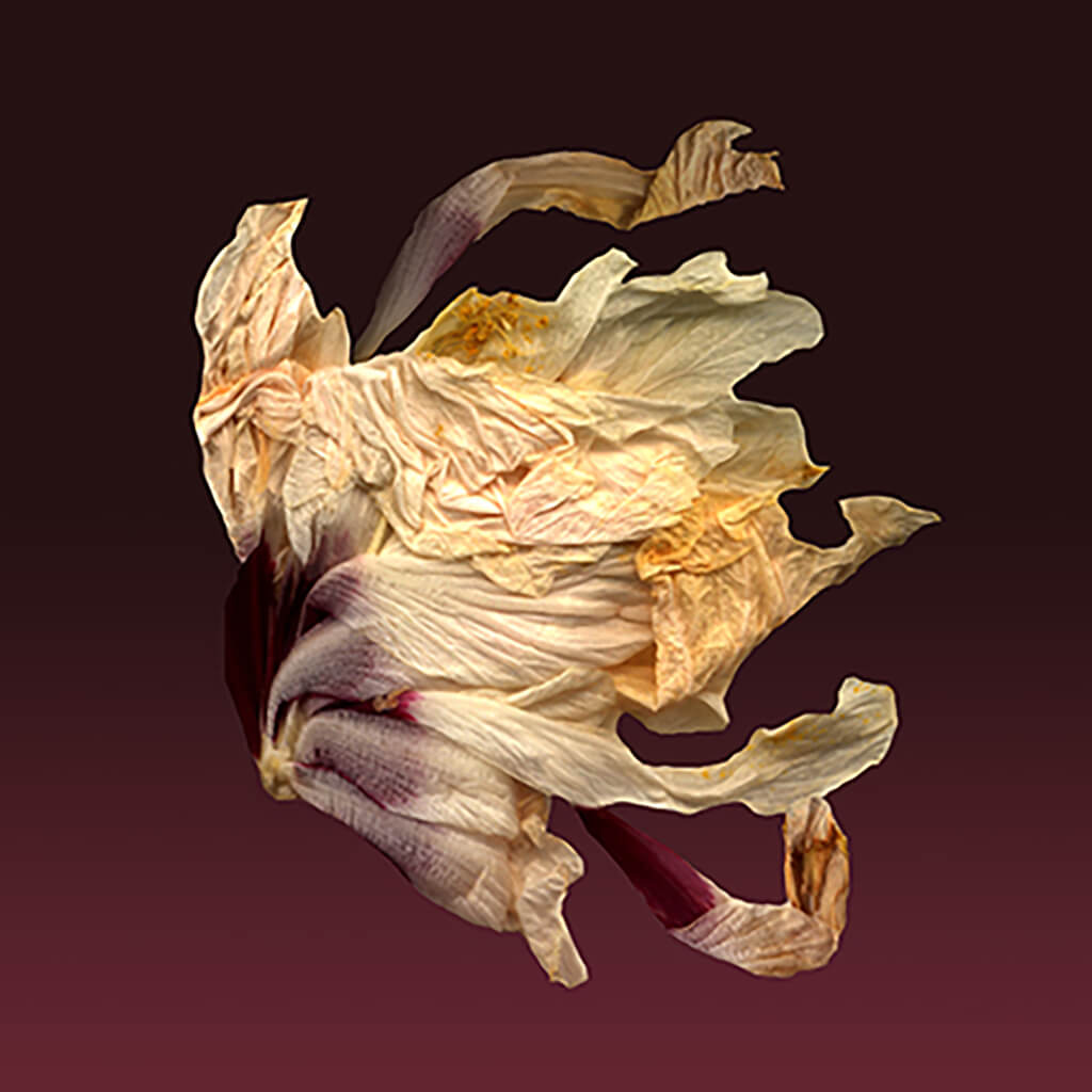 Grand Jeté by Michelle Elwell