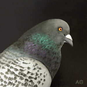Pigeon head and shoulders bird portrait painting by Amanda Gosse. Acrylic on canvas small artwork.