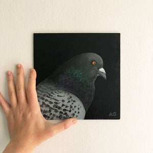 Pigeon head and shoulders bird portrait painting by Amanda Gosse. Acrylic on canvas small artwork on wall.