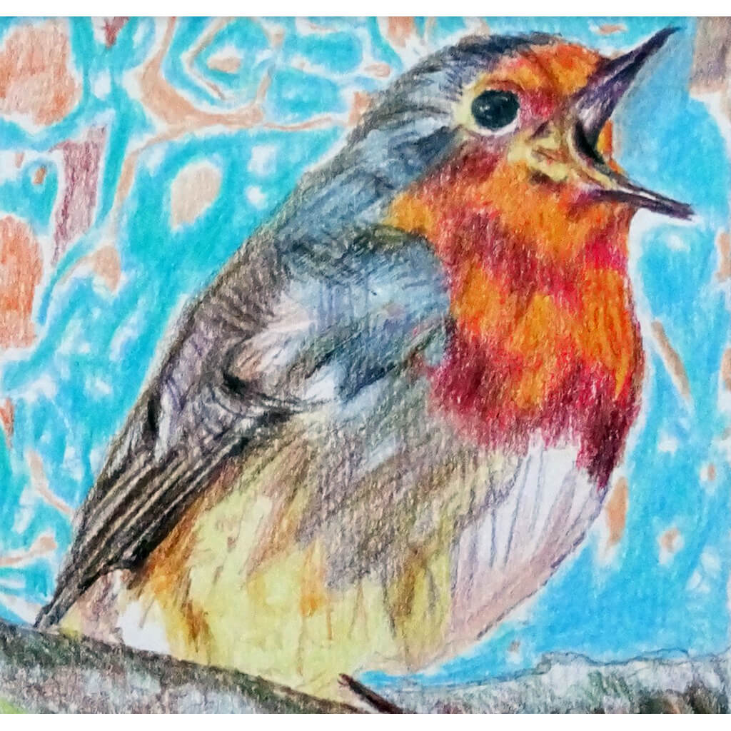 Robin Redbreast bird drawing by Stella Tooth London Artist
