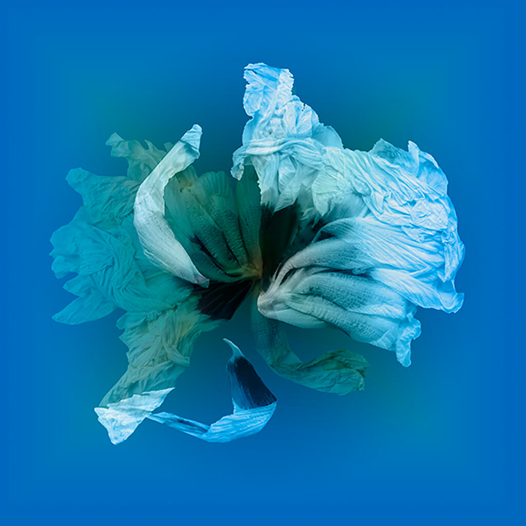 Serenity I by Michelle Elwell