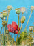 Top of the Poppies pencil on paper drawn artwork by Stella Tooth