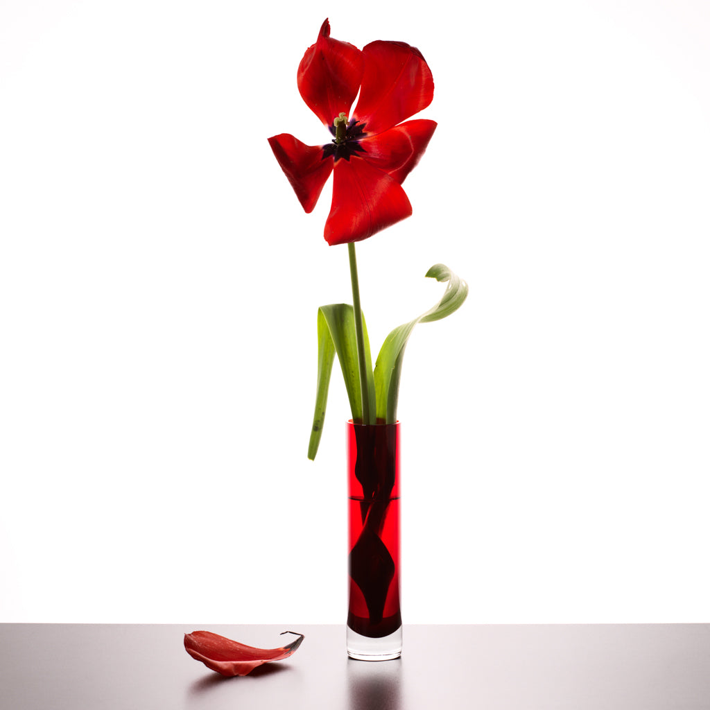 Imperfection red tulip photograph by Michael Frank