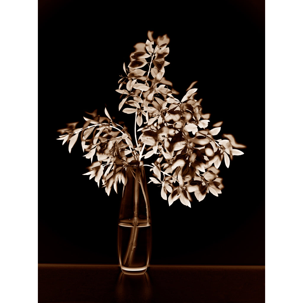 Filigrana 01 digital style rayograph photograph by Michael Frank