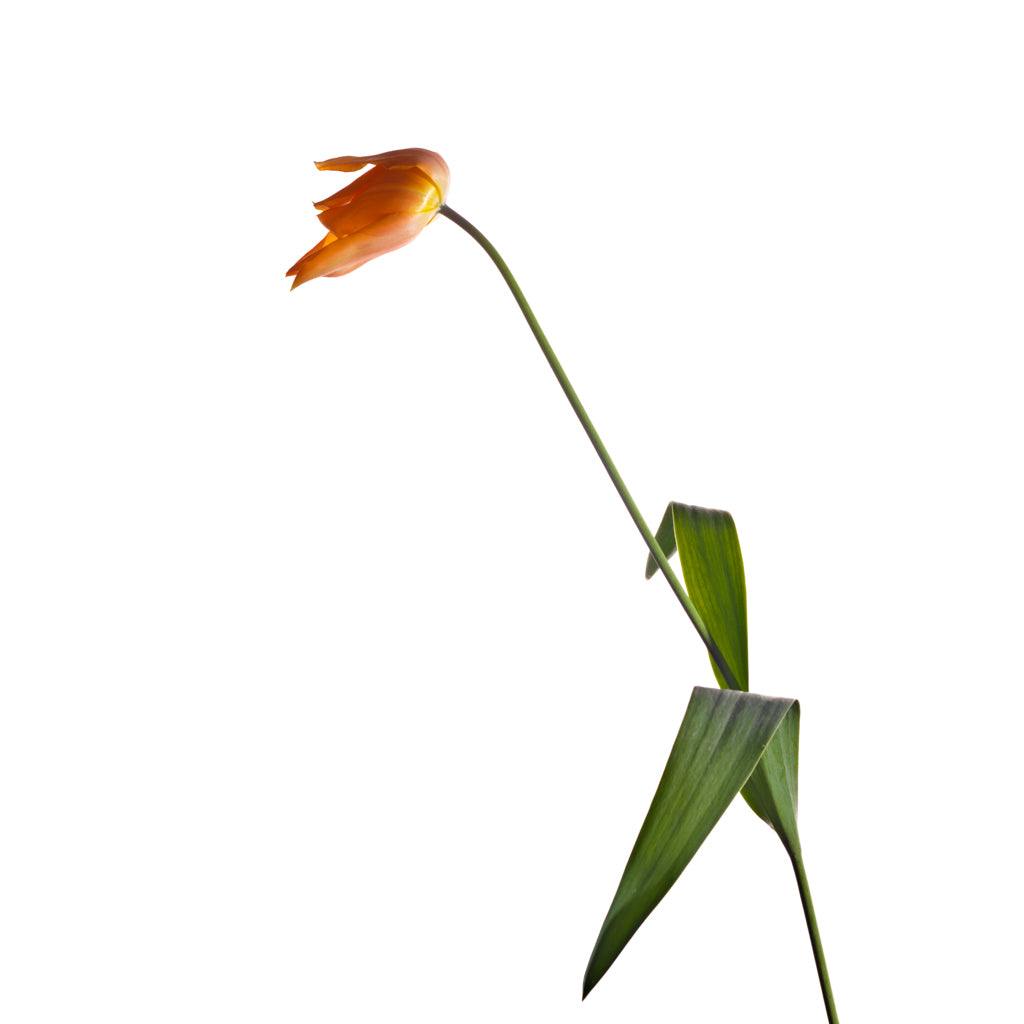 Tulip photograph by Michael Frank