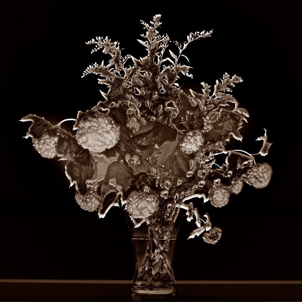 Filigrana 02 digital manipulation rayograph by Michael Frank