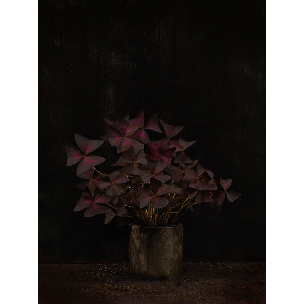Dutch Masters 03 Oxalis Triangularis photograph by Michael Frank
