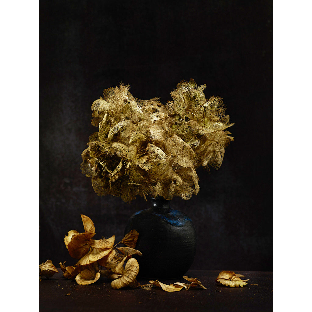 Dutch Masters 10 Hydranges leaves photograph by Michael Frank