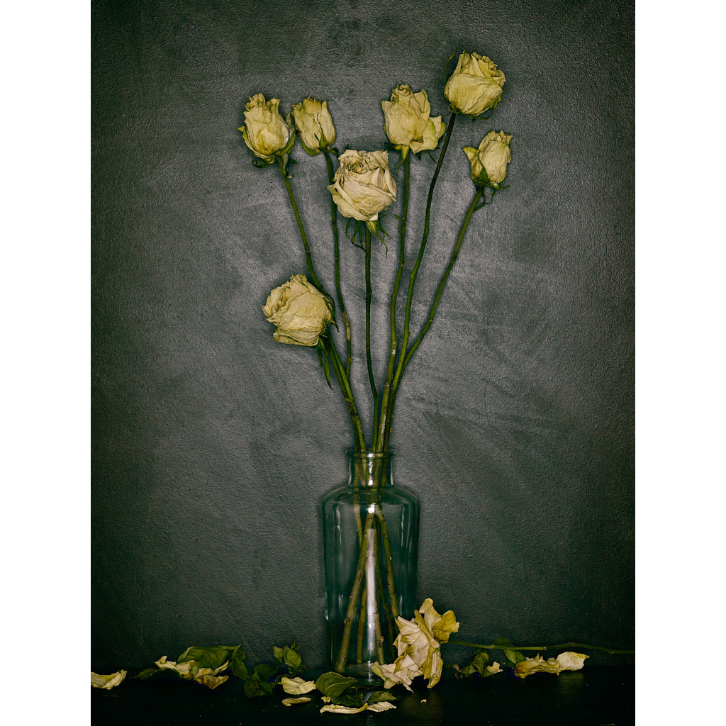 Dutch Masters 18 spent yellow roses photograph by Michael Frank