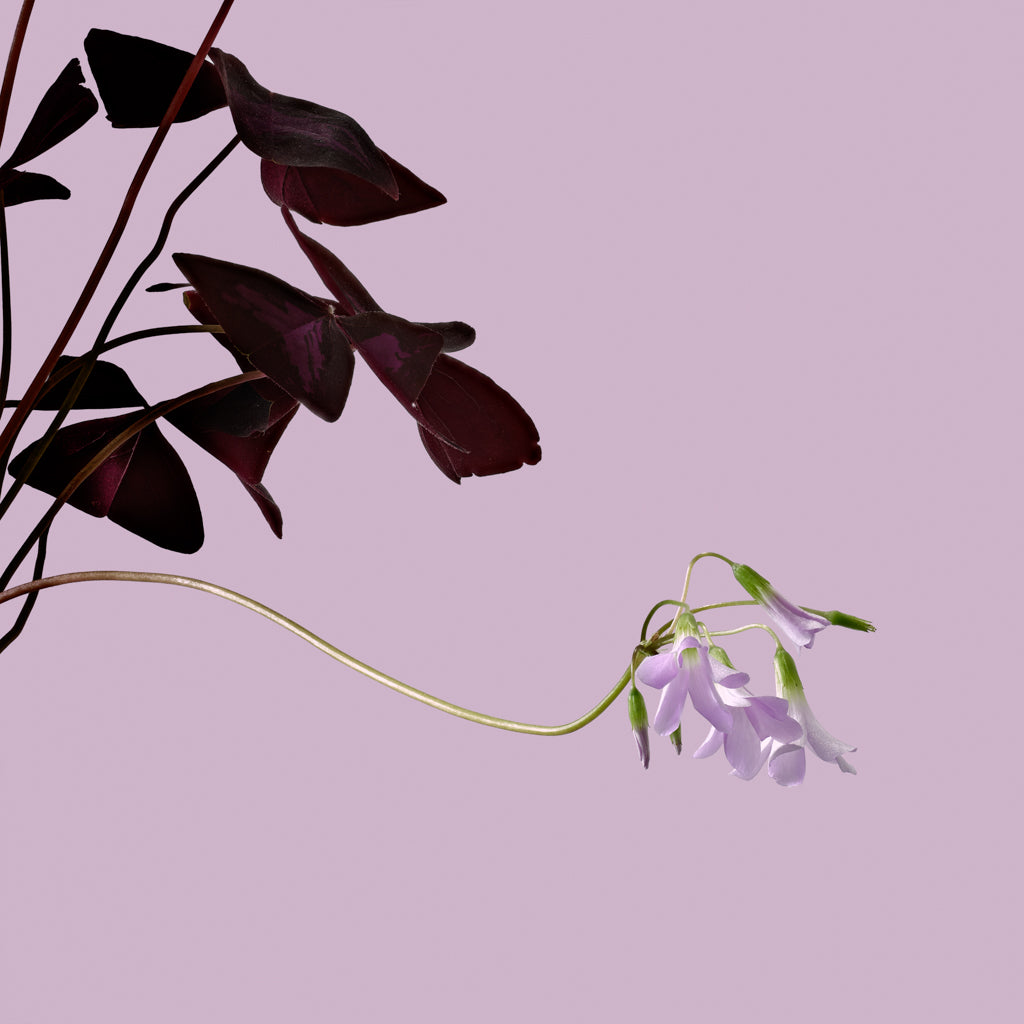 Oxalis Triangularis flower photograph by Michael Frank