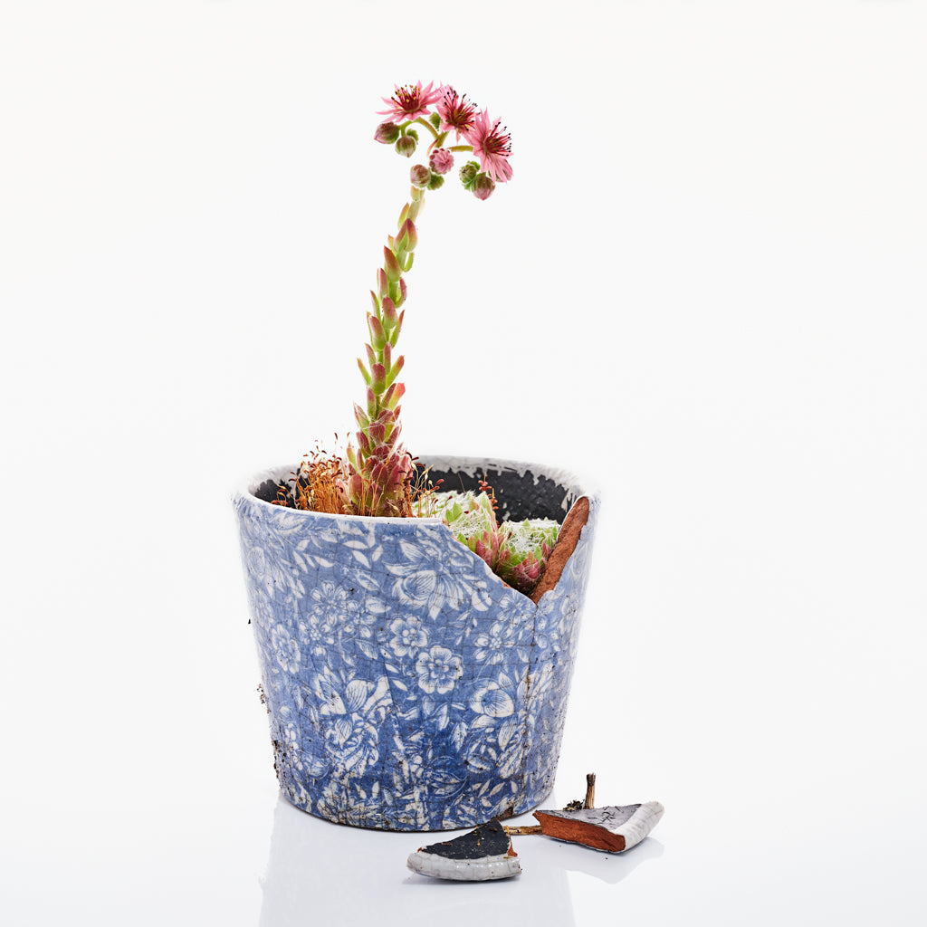 Sempervivum photograph by Michael Frank