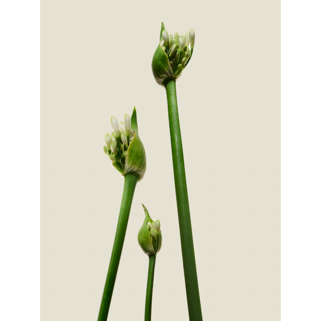 3 Agapanthus photograph by Michael Frank