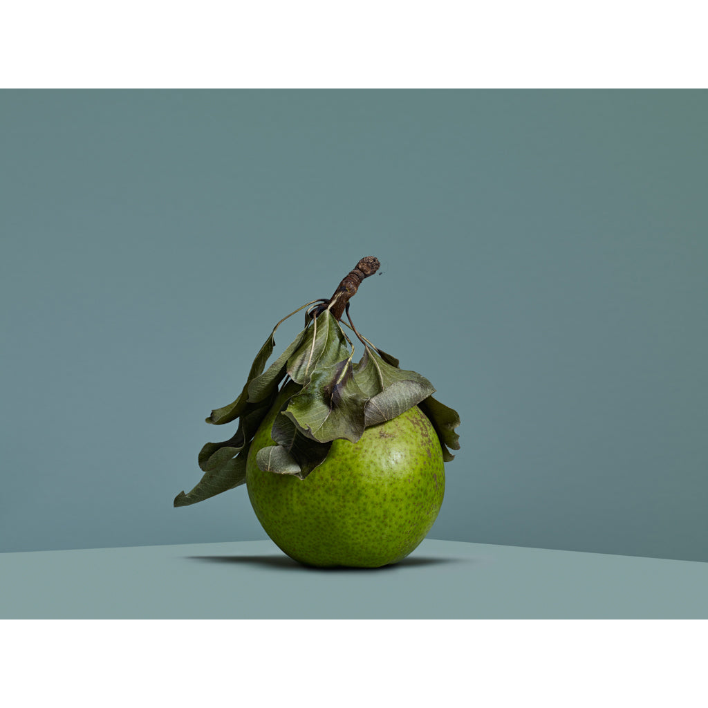 Pear photograph by Michael Frank
